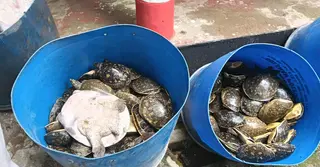 নোয়াখালীতে পাচারকালে ৪২৫টি কচ্ছপ উদ্ধার